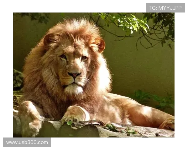 狮子座企业家如何以王者气度引领团队实现卓越创新与全面持续成长 狮子座企业家如何以王者气度引领团队实现卓越创新与全面持续成长